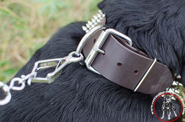 Rottweiler collar with steel nickel plated buckle and D-ring