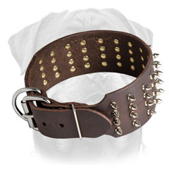 Strong leather collar with decoration     for Rottweilers