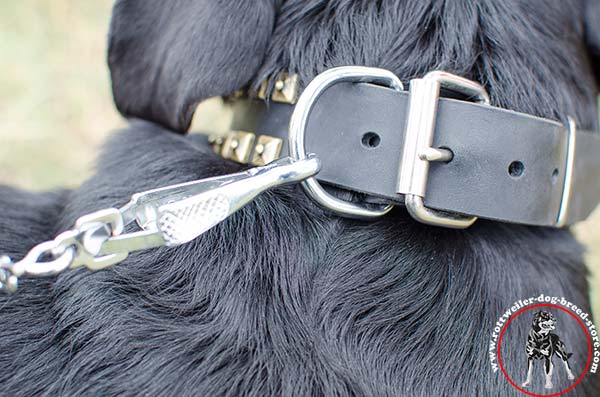 Rottweiler collar with nickel plated hardware