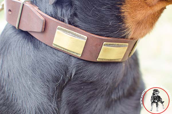 Rottweiler collar with brass decorations