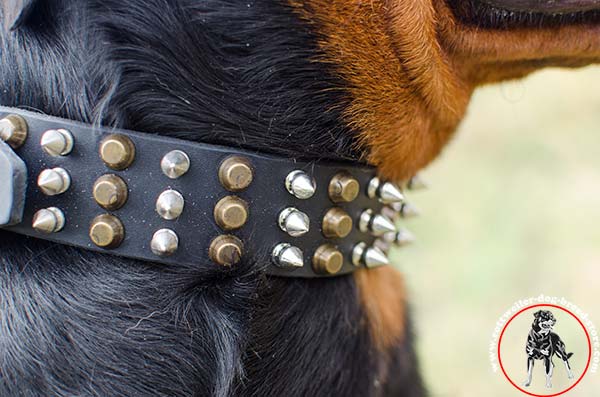 Rottweiler leather collar reinforced with rivets