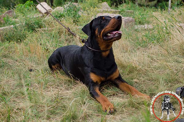 Choke Rottweiler rolled leather collar