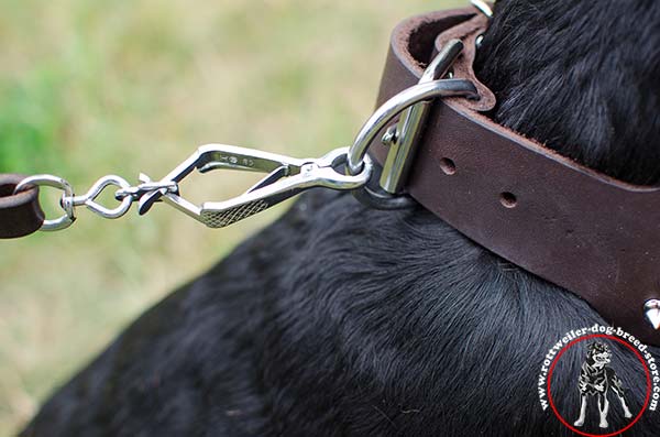 Rottweiler collar with D-ring for leash attachment