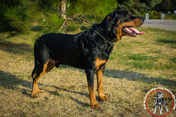 Non-toxic Rottweiler leather collar