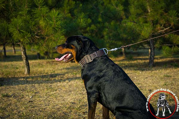 Rottweiler collar of comfortable width