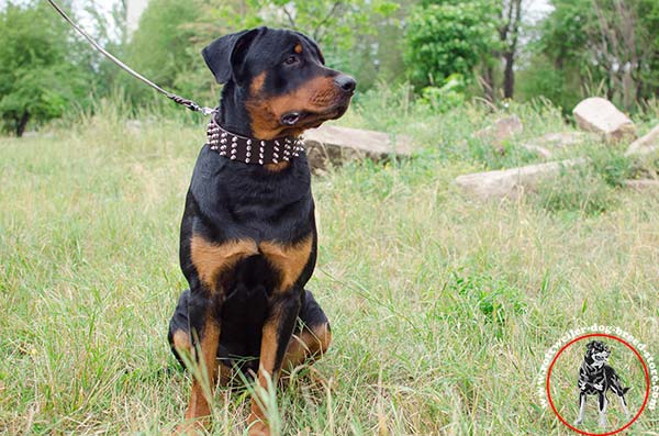 Rottweiler collar with 4 rows of hand set spikes