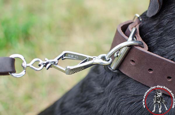 Rottweiler collar with D-ring for attaching a lead