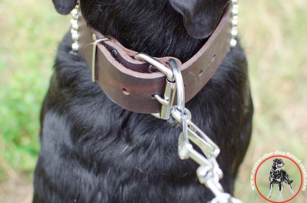 Rottweiler collar with durable hardware
