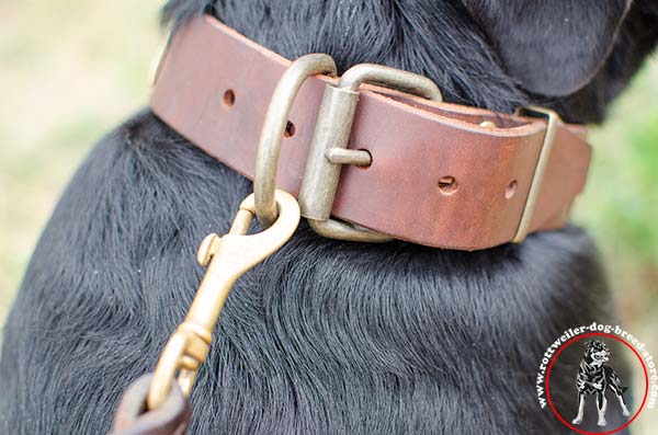 Rottweiler collar with sturdy buckle