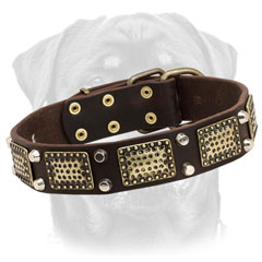 Rottweiler collar     with brass ornamentation