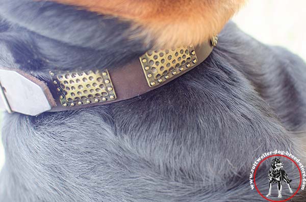 Rottweiler collar with rounded edges