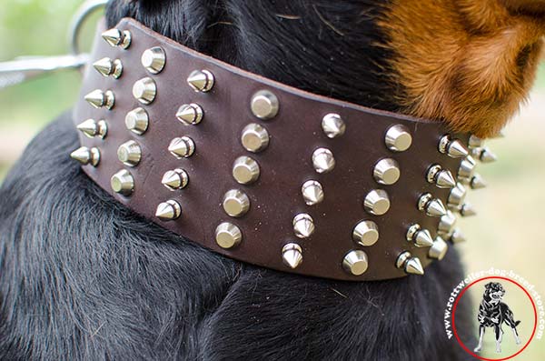 Rottweiler collar with 5 rows of spikes and studs