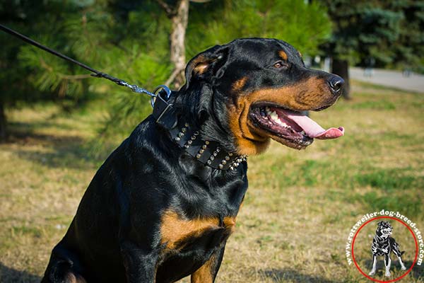 Rottweiler collar with steel nickel-plated decorations