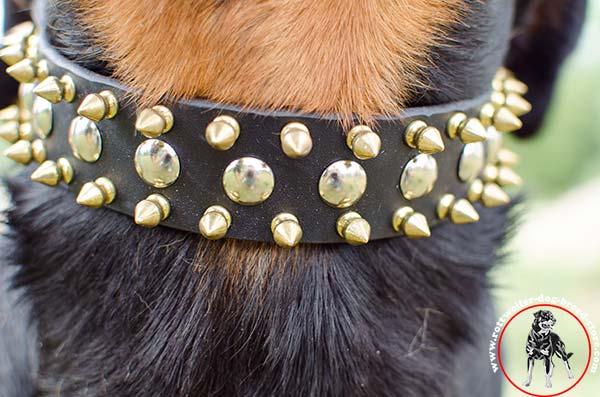 Rottweiler leather collar with brass spikes and nickel studs