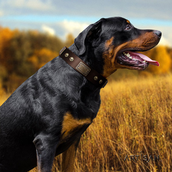 Rottweiler fine quality collar with exceptional decorations for your four-legged friend