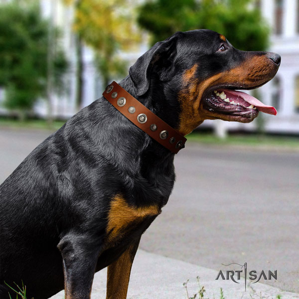 Rottweiler handcrafted collar with incredible studs for your doggie