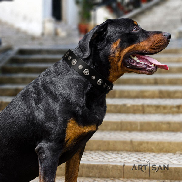 Rottweiler easy wearing collar with significant adornments for your doggie
