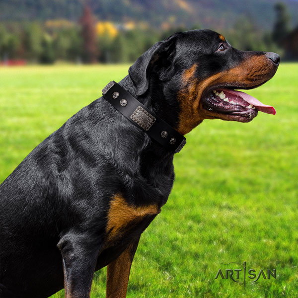 Rottweiler best quality collar with remarkable studs for your dog