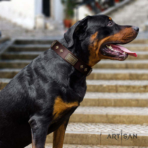 Rottweiler adjustable collar with incredible adornments for your pet