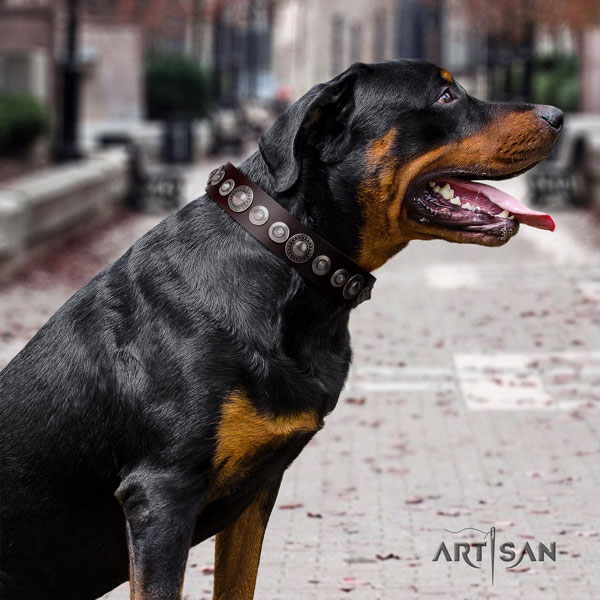 Rottweiler comfortable collar with incredible embellishments for your dog