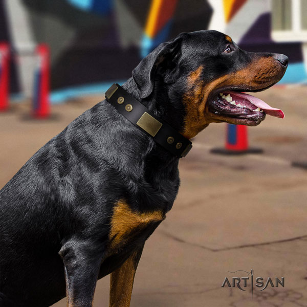 Rottweiler easy wearing collar with unique embellishments for your canine