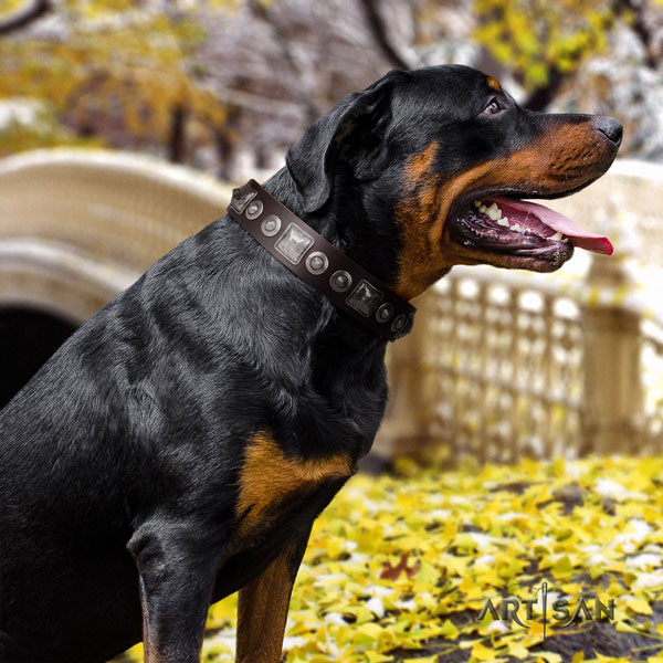 Rottweiler comfortable collar with fashionable studs for your four-legged friend