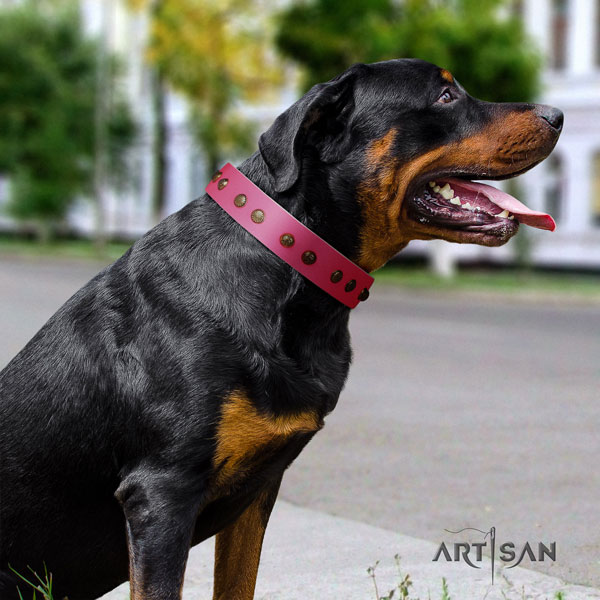 Rottweiler perfect fit collar with stunning embellishments for your canine