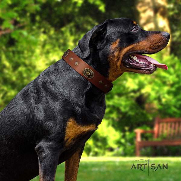 Rottweiler handmade collar with fashionable adornments for your pet