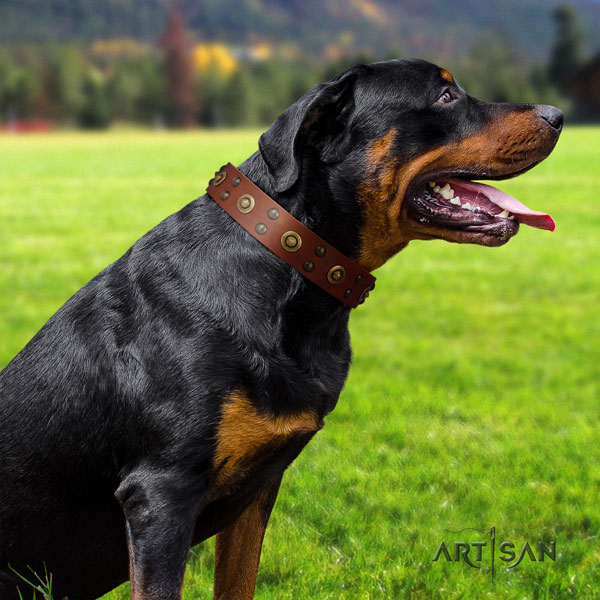 Rottweiler top quality collar with stylish adornments for your canine