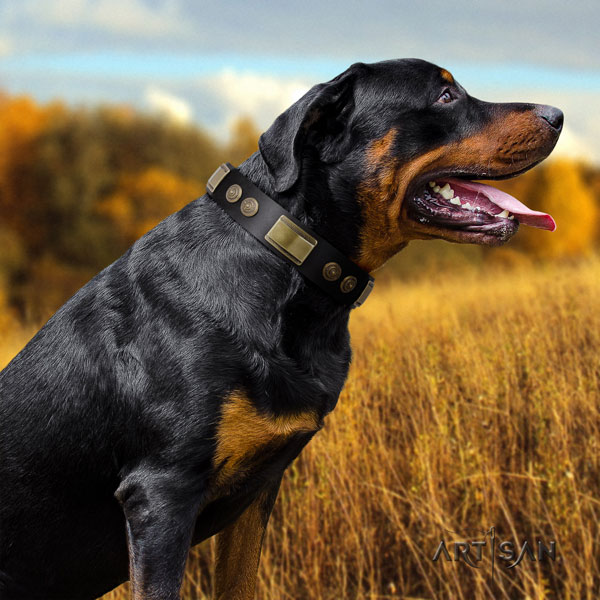 Rottweiler perfect fit collar with top notch adornments for your pet