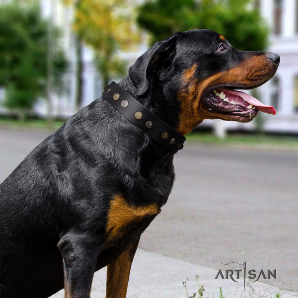 Rottweiler best quality collar with inimitable adornments for your doggie