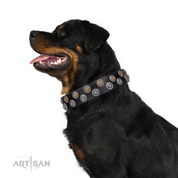 Rottweiler impressive leather dog collar for everyday walking