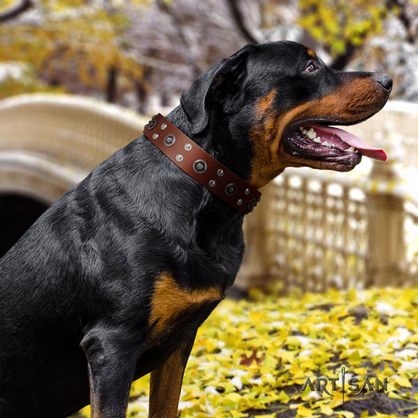 Rottweiler best quality collar with exceptional adornments for your dog