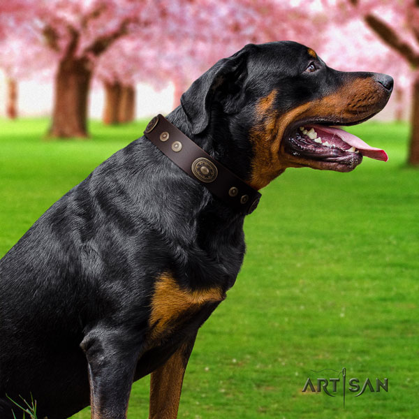 Rottweiler best quality collar with stylish studs for your pet