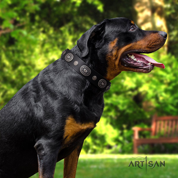 Rottweiler convenient collar with inimitable studs for your pet