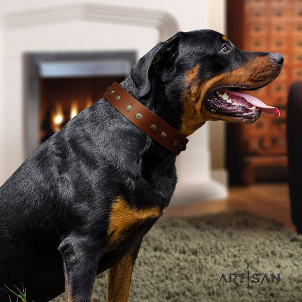 Rottweiler fine quality collar with extraordinary studs for your dog