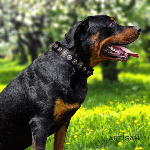 Rottweiler handcrafted collar with top notch studs for your canine