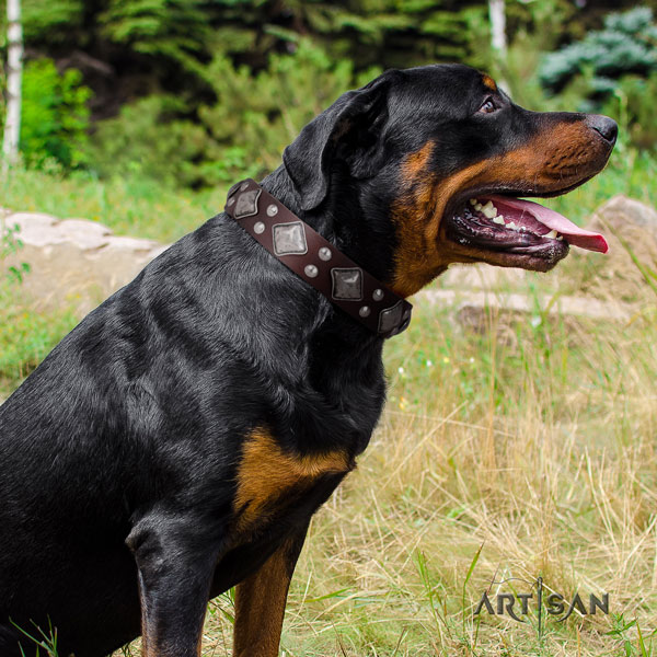 Rottweiler handcrafted collar with unusual studs for your canine