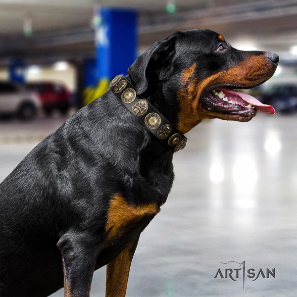 Rottweiler everyday use leather collar for your lovely four-legged friend