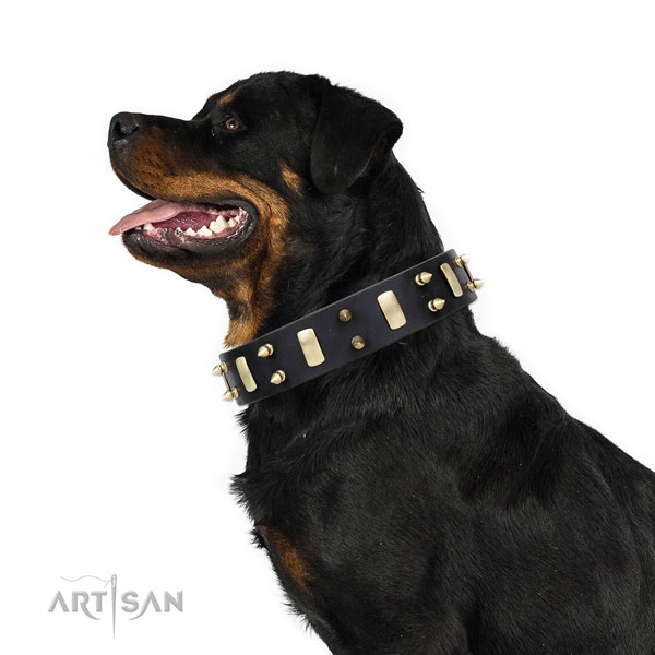 Rottweiler adorned full grain genuine leather dog collar for stylish walking