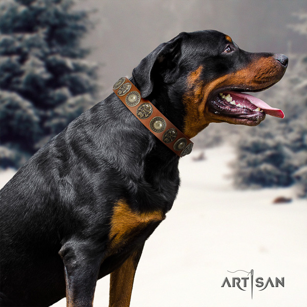 Rottweiler walking full grain natural leather collar for your handsome dog