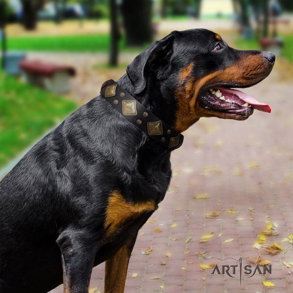 Rottweiler convenient collar with unusual embellishments for your doggie