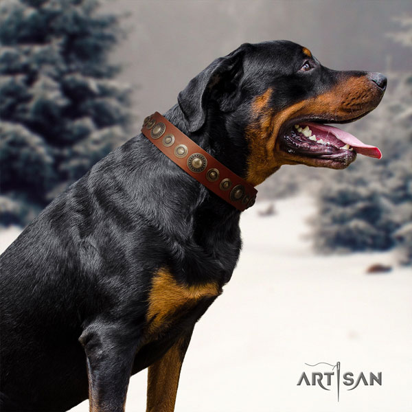Rottweiler easy adjustable collar with incredible studs for your canine
