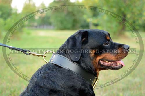 Handmade Leather Dog Collar is Ideal for Training/Walking