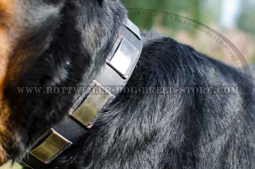 New Leather Dog Collar for Rottweilers' Stylish Walks 