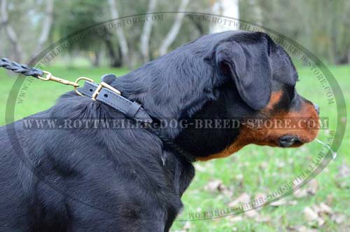Hand crafted Leather Buckle Collar for Powerful Rottweilers