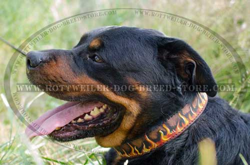 Hand Painted Canine Collar for Rottweilers 