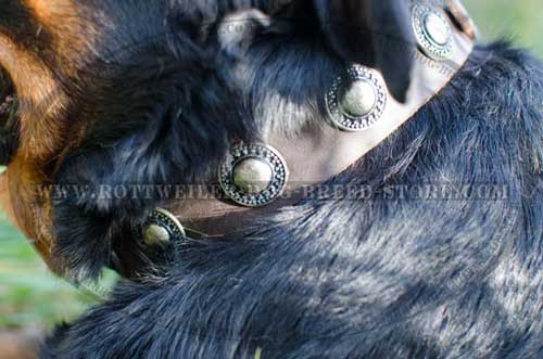 Buckle Collar with Decoration for Rottweilers
