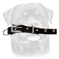 Classy leather dog collar for Rottweiler breed
