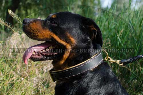 Handmade Rottweiler Collar for Walking/Working